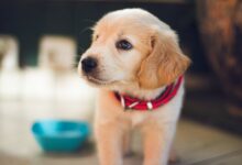 Potty Train a Puppy